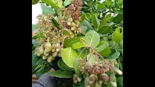 ស្វាយចន្ទីដែលប្រើប្រាស់ជីថ្រានហ្វម ផ្លែច្រើនណាស់ ប្រឹក្សាយោបល់ 0963336797