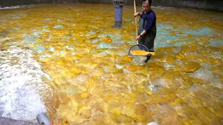 역대급입니다! 세계 최초로 양식을 성공한 전설의 물고기 황금광어 / golden flounder, golden fish farm / korean food
