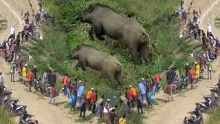 AMAZING !!! BEST OF WILD BOAR HUNTING ||BEST  HUNTING VIDIOS ||COMPILATION VIDIO SPECIAL  THIS YEARS