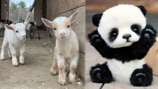 Los Animales Bebés Más Lindos del Mundo que te Sacarán una Sonrisa