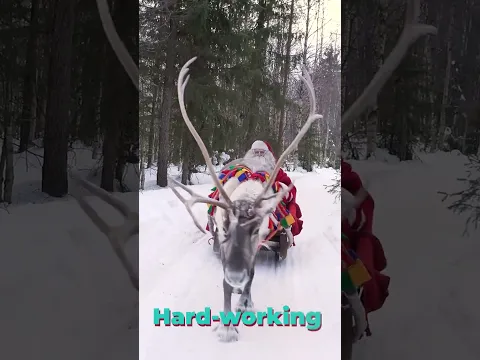 Reindeer of Santa Claus in Lapland 🦌🎅🥰 Father Christmas in Finland #shorts #christmas