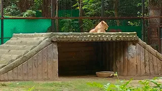 Zoo me bahut sare animals dekhe Aaj bahut enjoy Kiya #mastitime #masti #zoo #lion
