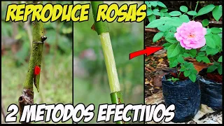 COMO REPRODUCIR ROSAS - DOS MÉTODOS EFECTIVOS