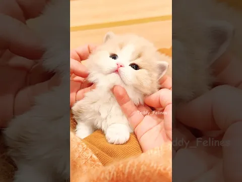 This Kitten is Too Cute to Handle 🧸😻💕 #cat #cute #cats #kitten