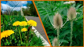 PLANTAS SILVESTRES que puedes COMER SIN PROBLEMAS