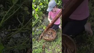 Survival eel trapping skills to catch giant eel fish