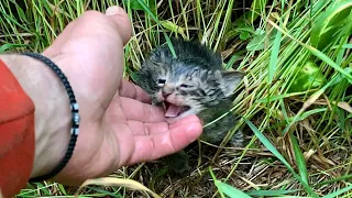 Reacued Abandoned Baby Kittens Thanks To Our Shelter Dogs