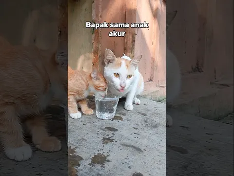 Jangan lupa minum #cat #kucing #shorts