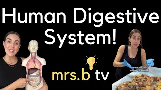 Human Digestive System! 👀🤯