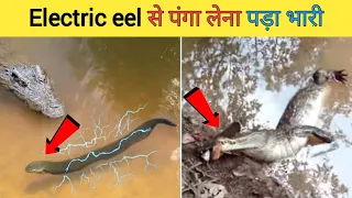 खतरनाक करंट वाली मछलियां | top most dangerous electric fishes that gives you electric shock