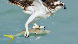 8X Slow Motion: The Brutal Reality of Osprey Hunting