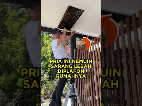 Ada Sarang Lebah Di Plafon Rumahnya, Lihat Apa Yang Dia Lakukan 🐝 #shorts #lebah