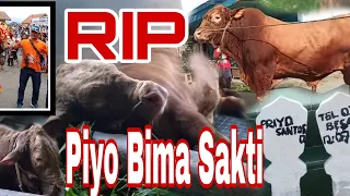 Inalilahi Wa'ina ilaihi rojiun Wafatnya Priyo Bima Sakti, Kenagan Terakhir Mas Santok Di Kontes Sapi