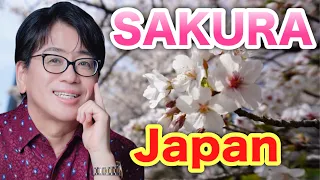 【Sakura】Beautiful Cherry Blossoms in Japan
