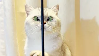 全网拥有技能最多的小猫咪｜乔巴日记抖音视频合集