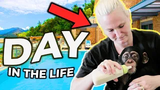 DAY IN THE LIFE OF A BABY CHIMPANZEE! *Cute*