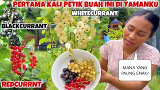 PETIK REDCURRENT, WHITECURRENT & BLACKCURRENT