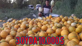 #Qovun #ekish va # 3 oyda 10.000$  #Daromad . #qilishni hohlayszmi 👇👇👇👇👇👇👇#xandalaklar # pishgani.