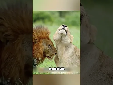 Материнский героизм В ДИКИХ условиях 😱🌍🦁
