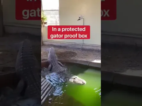 Crocodile 🐊 Drainage The Pool 🤯🤯#shorts