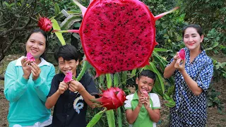 Pick And Eat Fresh Dragon Fruit At The Tree - Honey Pineapple Fruit Eating - Happy Eating Time