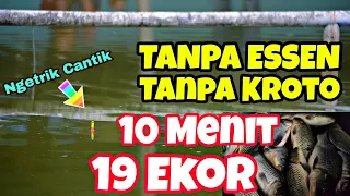 GACOR‼️ Raciknya Mudah Hasilnya Melimpah - Umpan Ikan Mas Terbaik