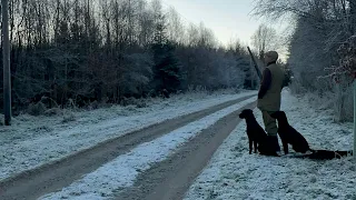 Driven Shooting with 2 Labrador Retriever peg dogs. Gundogs Working dogs Pheasant Shooting