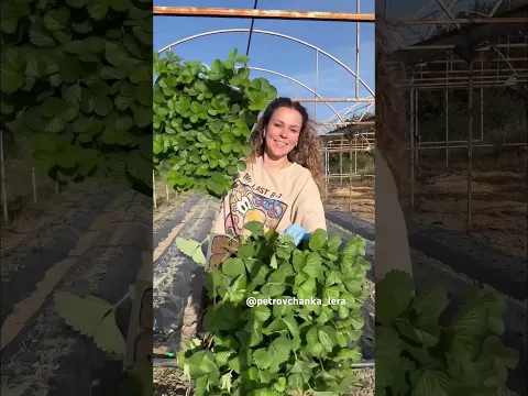 Высадили клубнику 🍓#огород #посадкаиуход #огородкруглыйгод #жизньзагородом