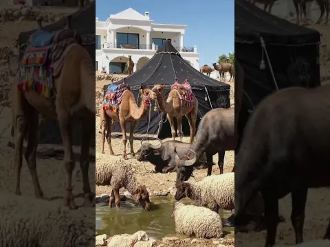 Qurbani 2026 Vlog | Camel and Goats Preparation | Emotional Eid Moments