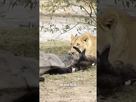भैंसे की चालाकी ने शेरनी को मूर्ख बना दिया। | Lioness Vs Wild Buffalo | #lioness #buffalo | #shorts