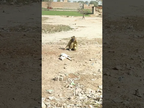 Fake wolf prank with dog funny video #shorts #viral