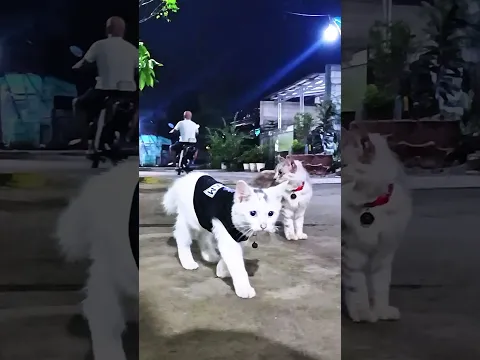 Nongkrong malam