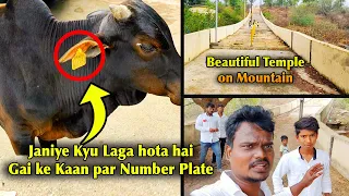 Yeh kya Laga Diya Gai ke Kaan par ?  Interesting hai dekhiyega zaroor