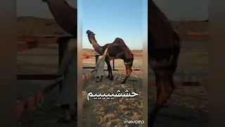 ما شاء الله قعود ثني مجهم على جميع الشروط للتواصل 0538008009