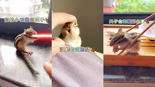 【小松鼠普洱】真是一个调皮达小松鼠啊！#松鼠 #小松鼠 #萌宠