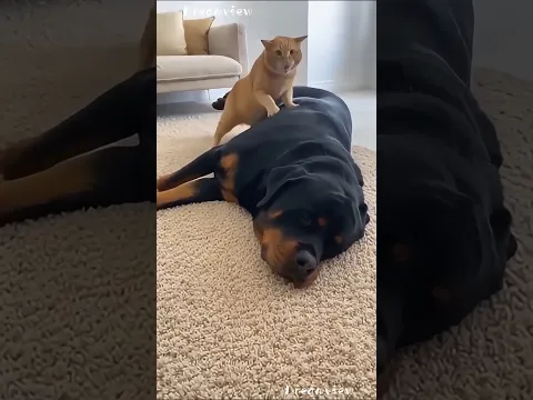 funny baby cat