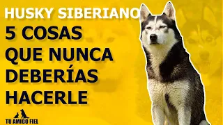 5 cosas que NUNCA debes HACERLE  a tu HUSKY SIBERIANO | Tu Amigo Fiel