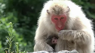 【地獄谷野猿公苑】☆ トックリ00　全記録集　2016年 1 ☆　～ニホンザル～ / snowmonkey