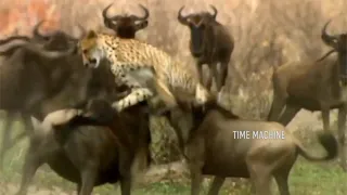 Leopards Fiercely Attack Their Prey The Ending Unexpected