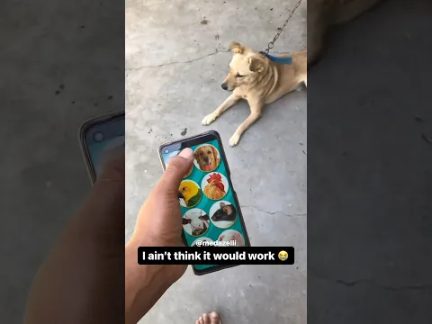 Testing out an animal translator ( GONE WRONG )
