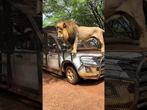 Lions nowadays are not serious
