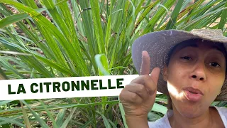 🌱Plantes médicinales /Jour 30 : la citronnelle