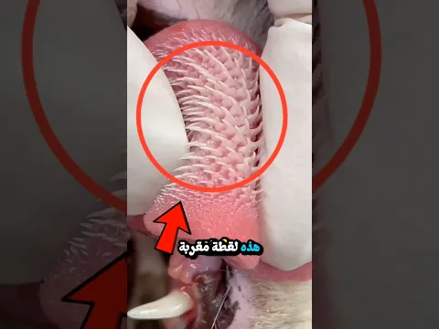 لسان القط الشوكي‼️ 😱🙀