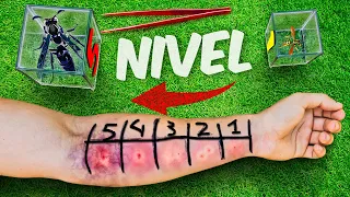 AVISPAS Nivel 1 - 5 !