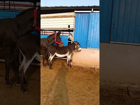 Funniest Donkey Ever! Donkey Training the fun way! 636