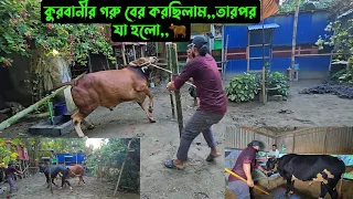 কুরবানীর গরু,,বাহিরে বের করছিলাম,,তারপর যা হলো,,🐂