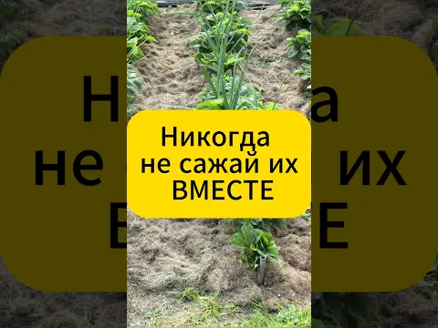 Никогда не сажай эти овощи вместе! #дача #огород #садогород #садоводство #рассада #грядки #овощи