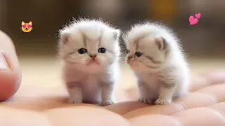 So many cute kittens videos compilation 2024 #1