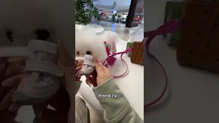 帶寶麗去小狗樂園的天 #比熊#好孩子 #好孩子寵物安全座椅