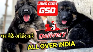Long coar German shepherd puppies for sale || घर बैठे ऑर्डर करे डिलीवरी is available bloodline?